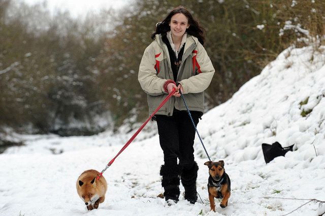Ця лисиця вважає себе домашнім собакою - фото 217107