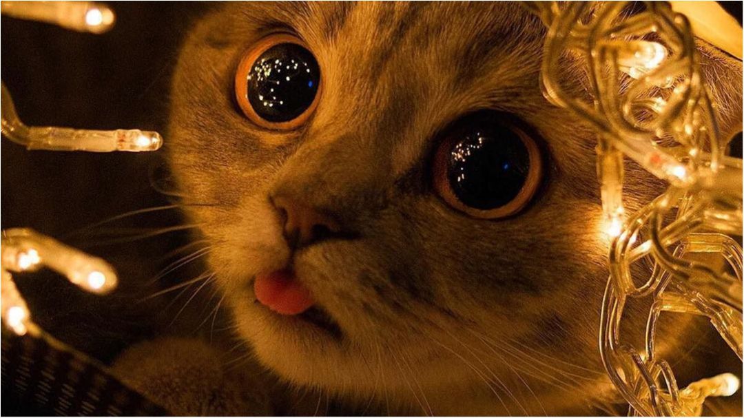 Коти готуються до новорічних свят - фото 1