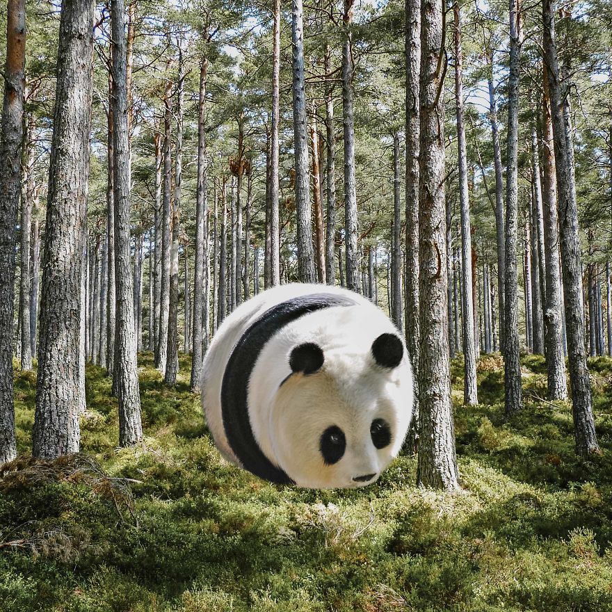 Якби всі тварини були круглими: кумедні фото