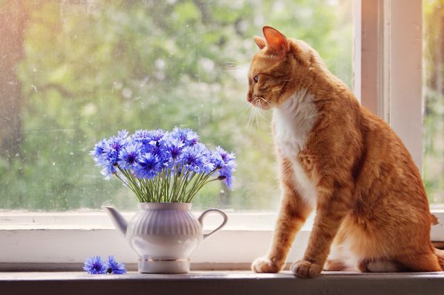 П'ять причин завести домашнього улюбленця - фото 213965