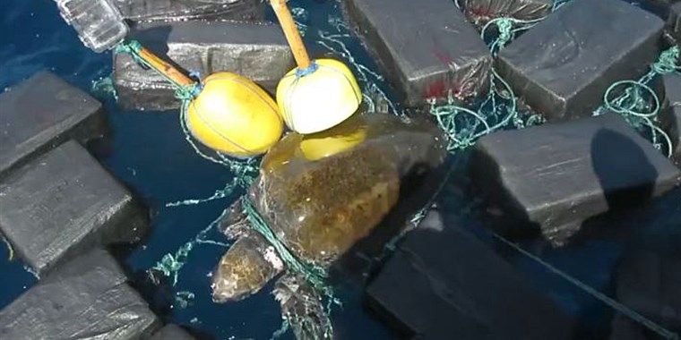 У США моряки врятували черепаху, яка застрягла в кокаїні