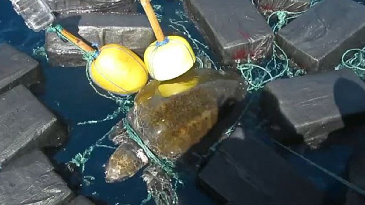 У США моряки врятували черепаху, яка застрягла в кокаїні - фото 1