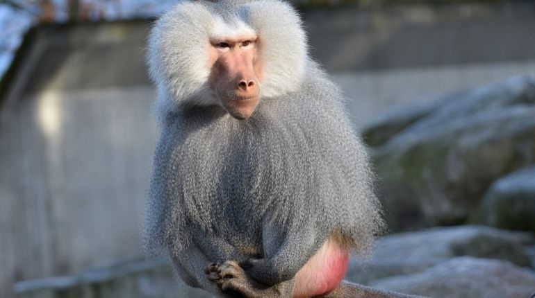 Червоний "як світлофор" зад мавпи спровокував аварію