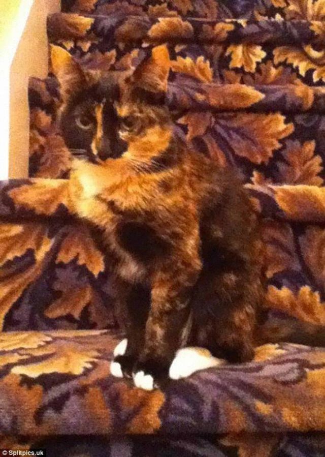 Осінній коврик, осінній котик - фото 212548