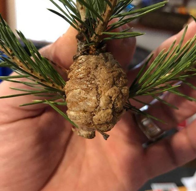 Дивна шишка насправді є капсулою з яйцями богомолів - фото 217833