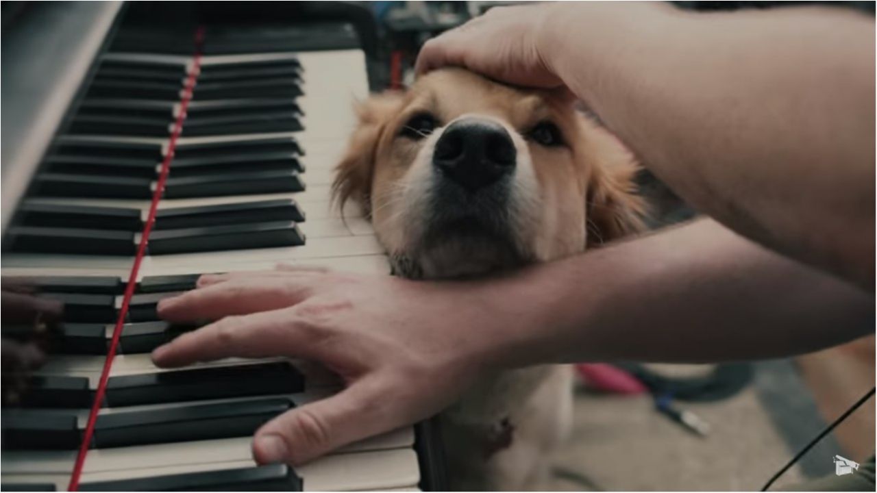 Пес, який хоче уваги музиканта, розчулив мережу