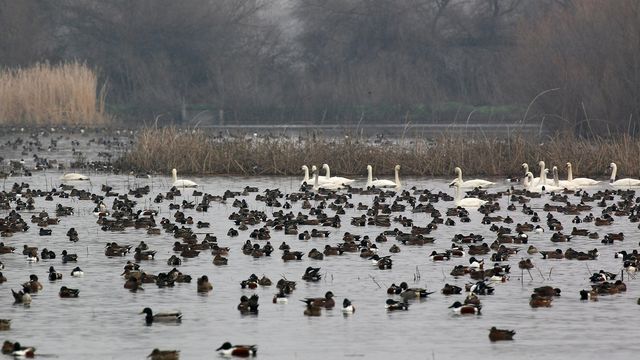 Долина падаючих птахів - фото 212633