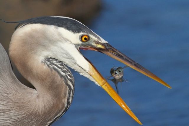 Названі найяскравіші фото року за версією Flickr - фото 1