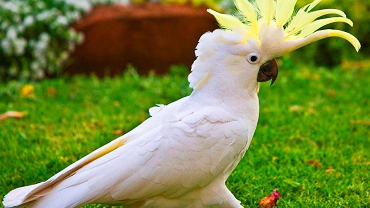 Цей папуга імітує iPhone - фото 1