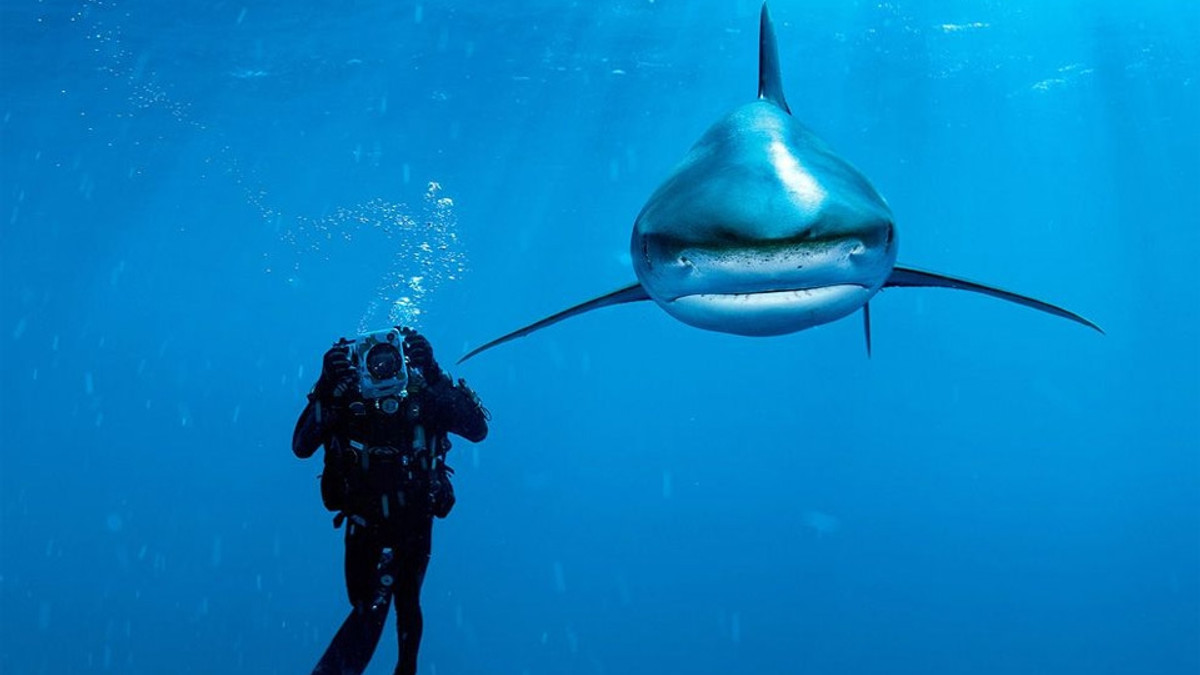 Відео з аквалангістом і акулою стало хітом мережі - фото 1
