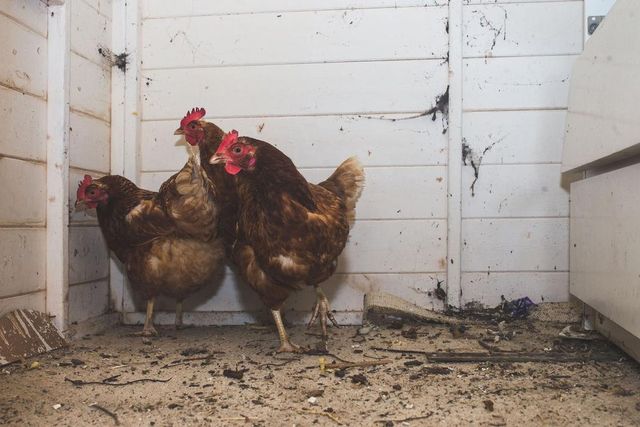 Британець перетворив свій сарай у кращий ресторан Лондона - фото 214019