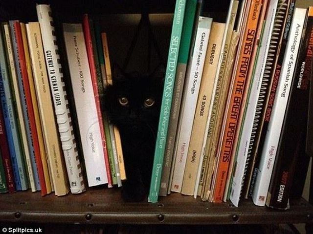 Коли кіт любить читати - фото 212544