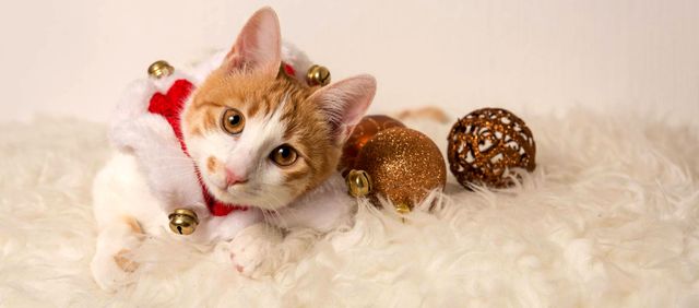 Котики люблять іграшки - фото 213682