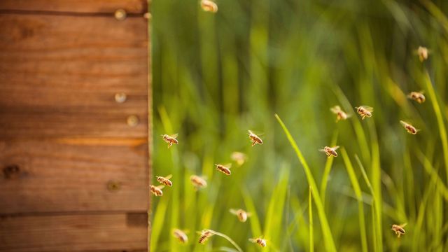 Компанія Porsche випустила першу партію меду - фото 213539