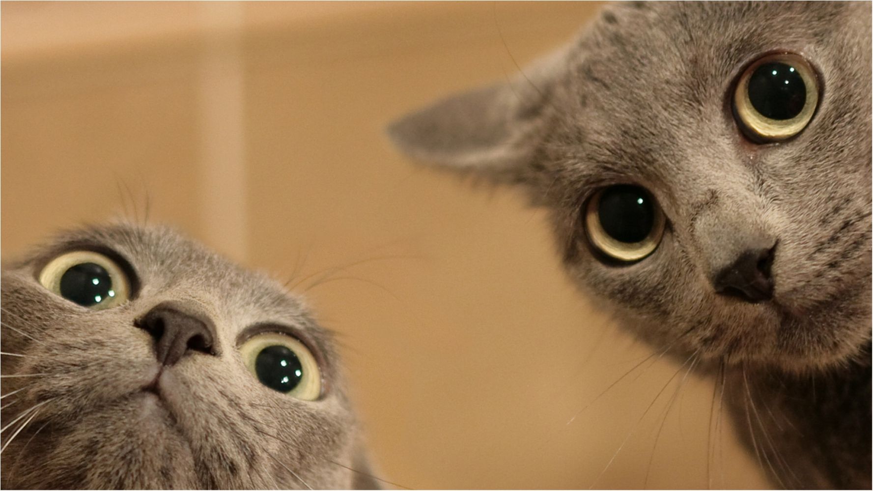 Найнебезпечнішим для людини паразитом є токсоплазмоз - фото 1