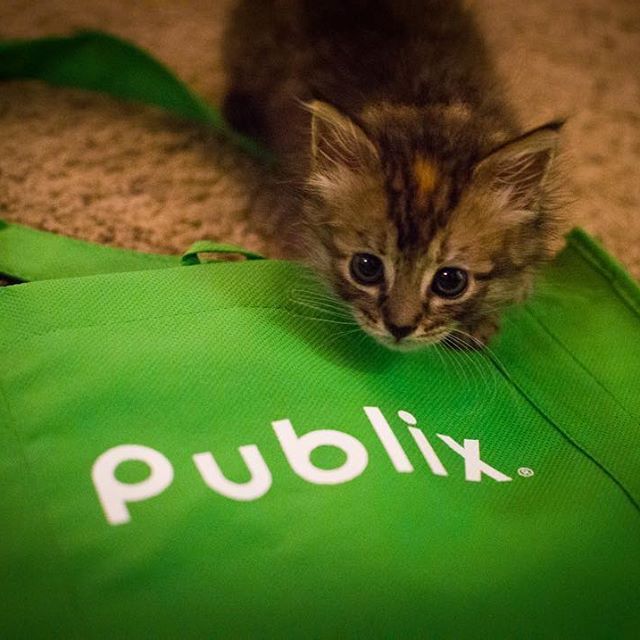 Кіт повторює жести за господарем, і це злякало мережу