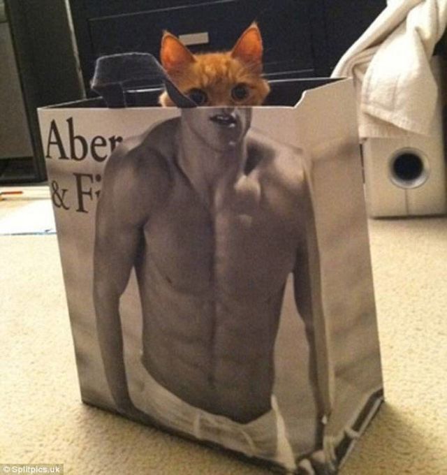 Цей кіт у гарній формі і без залу - фото 212539