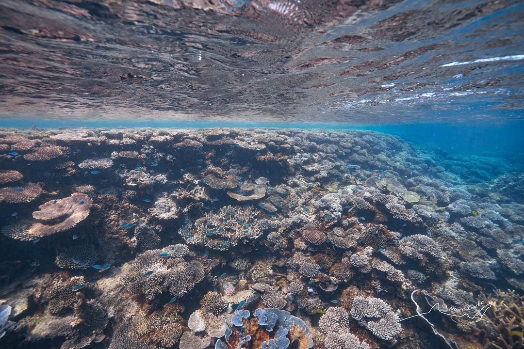 Середній палець всім рибам: дайвер веде дивний Instagram з океаном