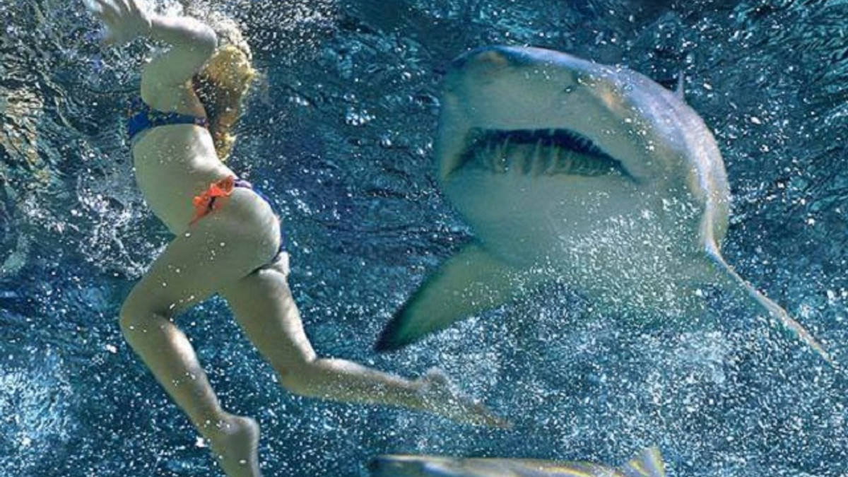 Чоловік зняв напад акули на дружину під час медового місяця - фото 1