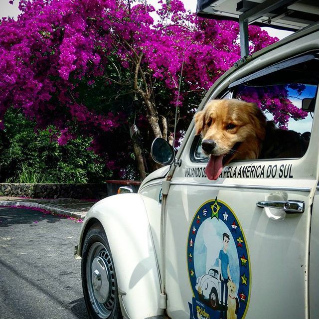 Пес, який повторює емоції за господарем, став зіркою мережі