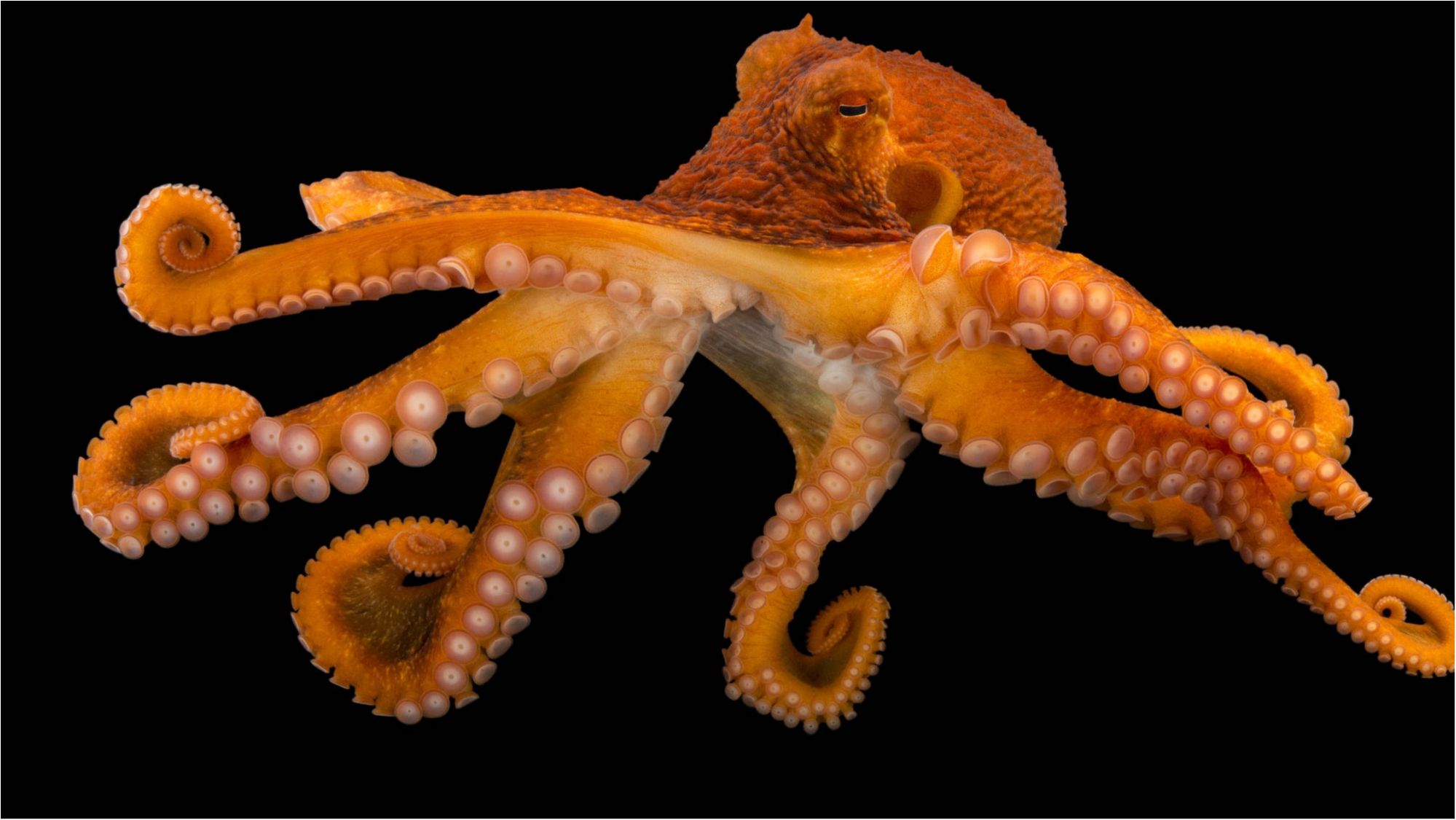 Найбільшою з них виявилася самка - фото 1