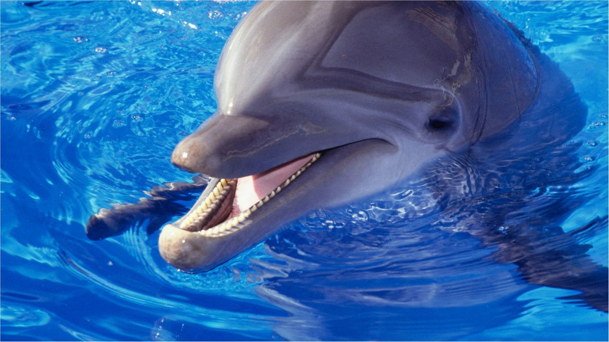 Ці ссавці з роду горбатих дельфінів - фото 1