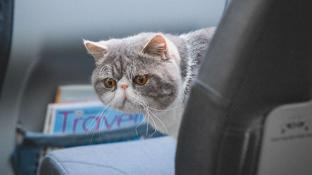 У Києві затримали літак на кілька годин через кота - фото 1