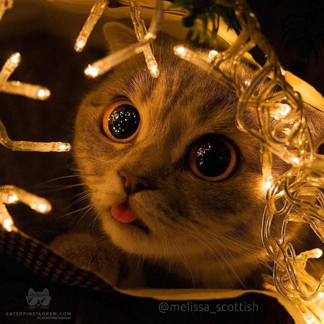 І обов'язково ліхтарики! - фото 213680