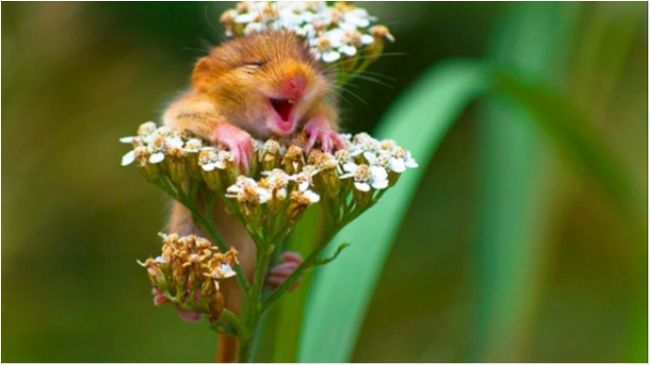 Ви усміхнетеся! Обрані найсмішніші фото тварин у 2017 році