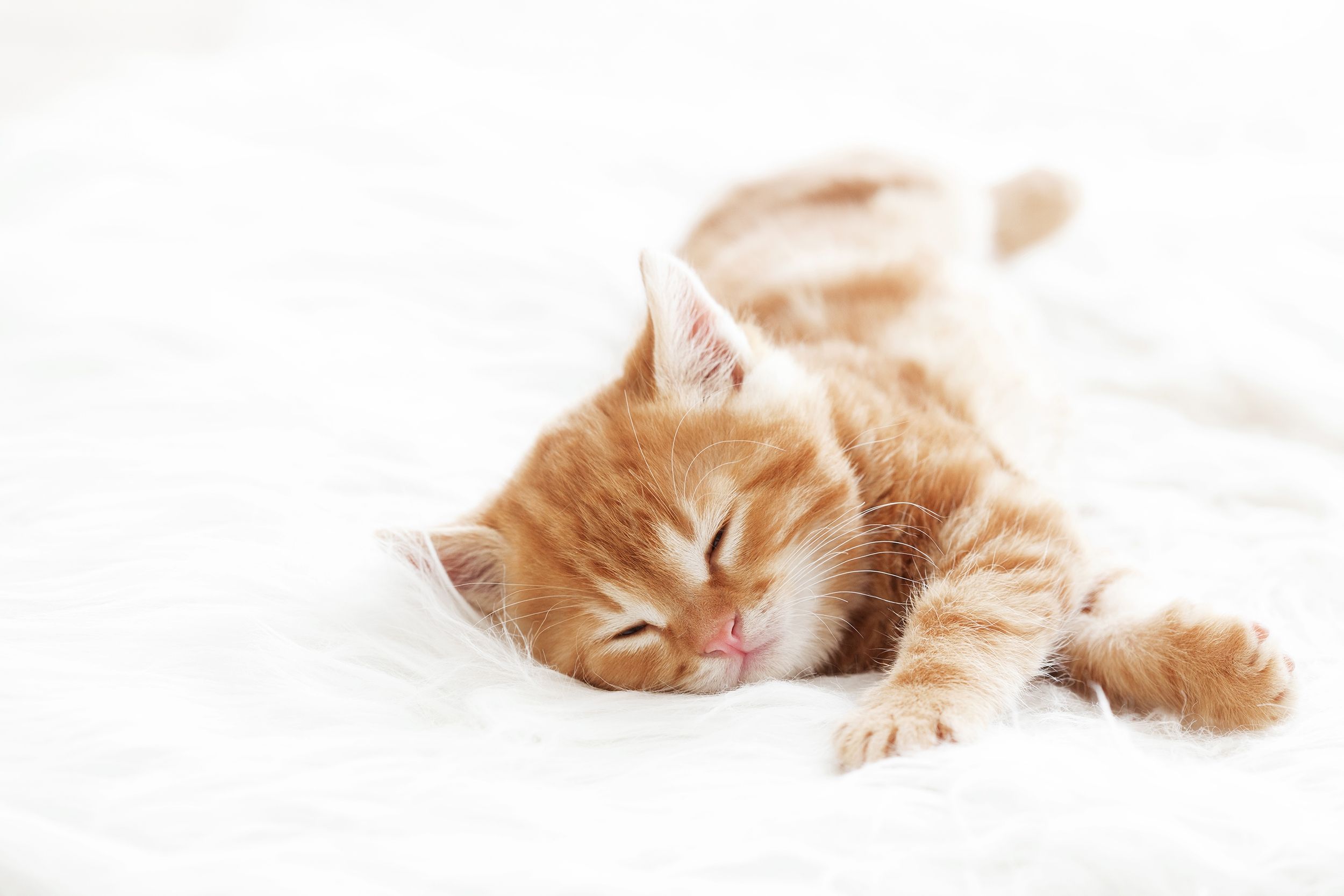 П'ять причин завести домашнього улюбленця