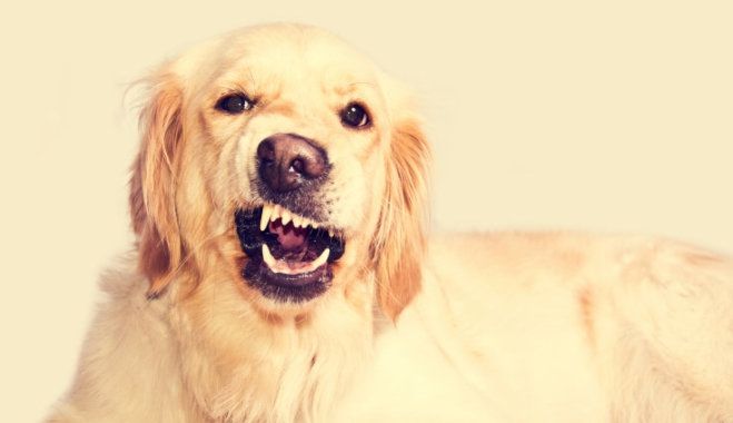 Собака підкорив мережу реакцією на поповнення в родині: кумедне відео