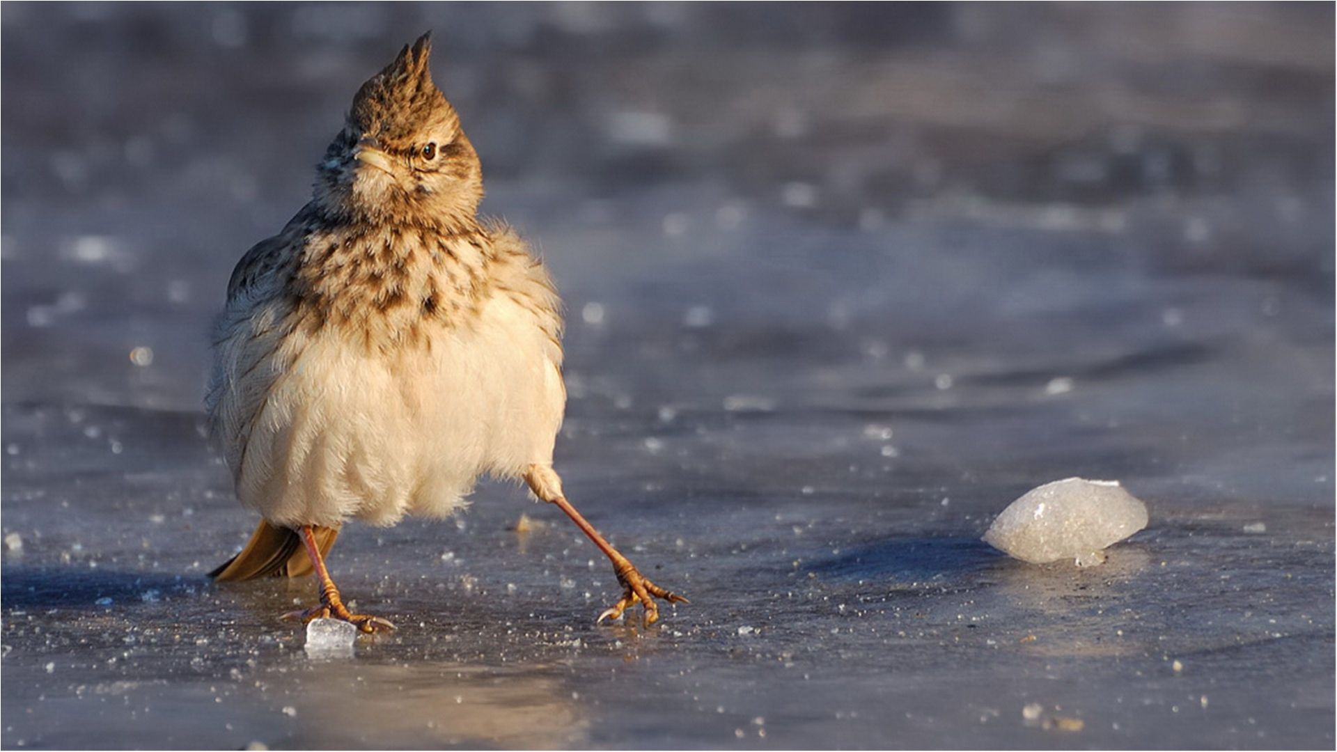 Як не впасти в ожеледицю: прості поради