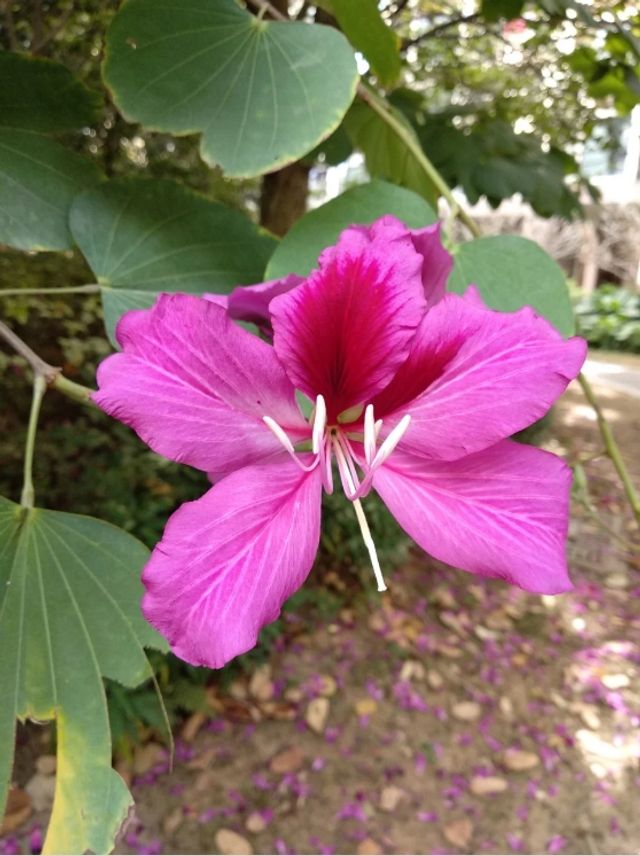 Камеру Xiaomi Redmi 5 Plus випробували в реальних умовах - фото 215842