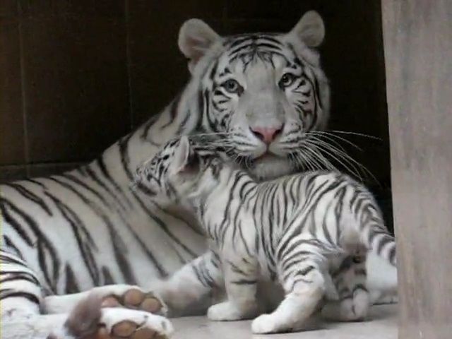 В Японії тигреня до жаху налякало дорослого звіра: кумедне відео - фото 1