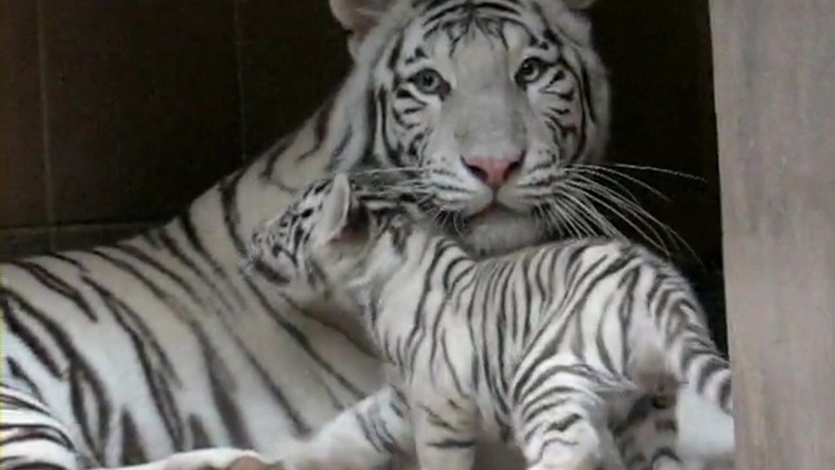 В Японії тигреня до жаху налякало дорослого звіра: кумедне відео - фото 1