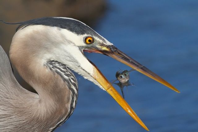 Названі найяскравіші фото року за версією Flickr - фото 213814
