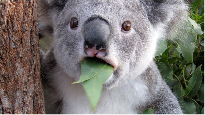 На відео потрапила бійка двох коал на дорозі