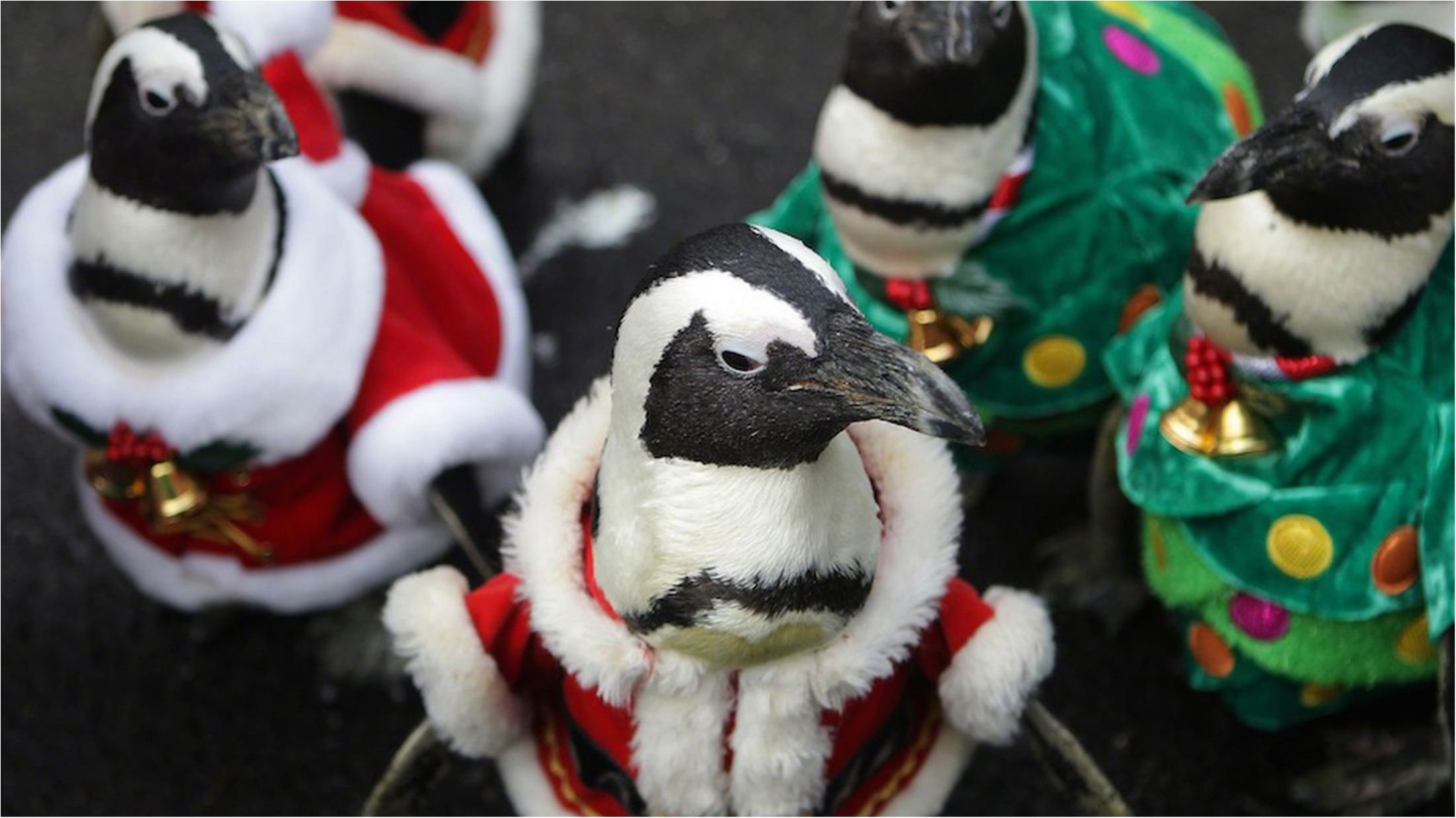 У зоопарку Китаю пінгвінів вдягли Санта-Клаусами: кумедне відео