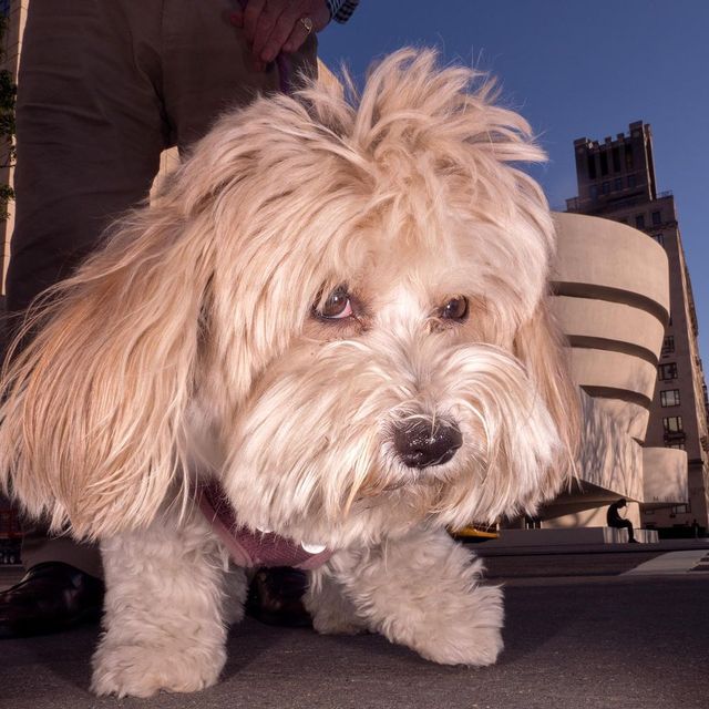 Переможці конкурсу вуличної фотографії LensCulture 2017 - фото 213736