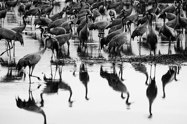 Як виглядає щорічна міграція журавлів - фото 217298