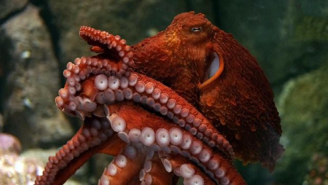 Enteroctopus dofleini - фото 217517