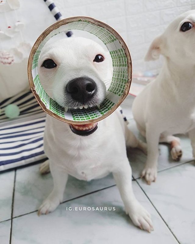 Нова собака-улибака стала зіркою мережі- фото 224092