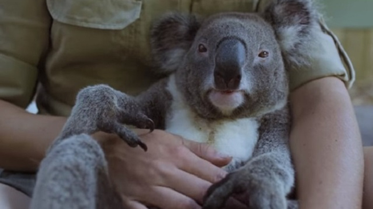 На відео показали "найспокійнішу" коалу в світі - фото 1