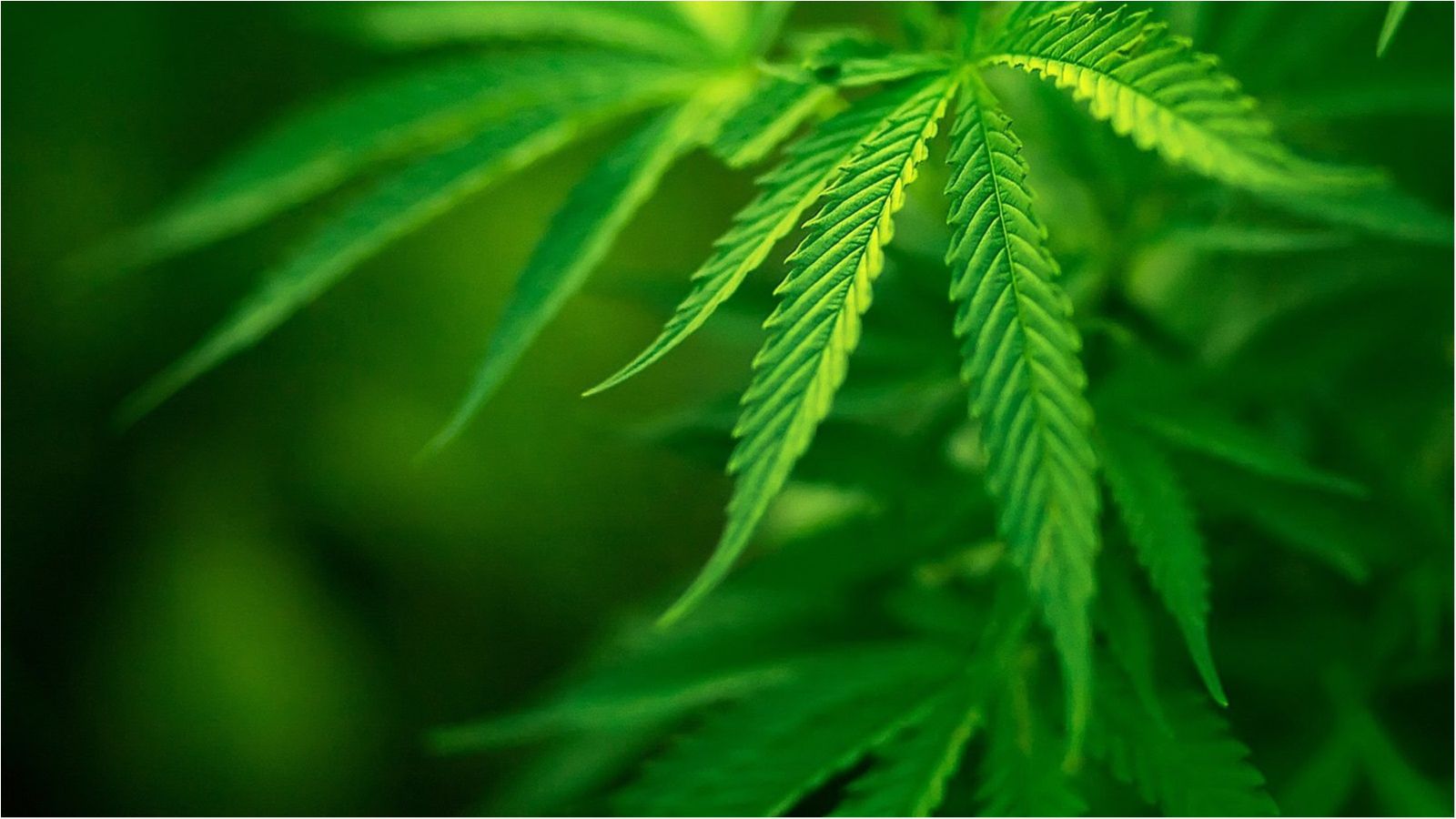 Найбільший штат США узаконив марихуану