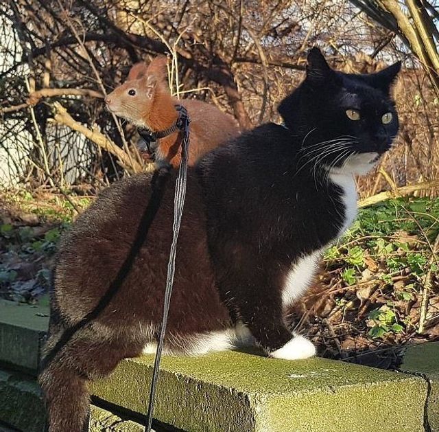 instagram.com/tintin_the_squirrel - фото 222283