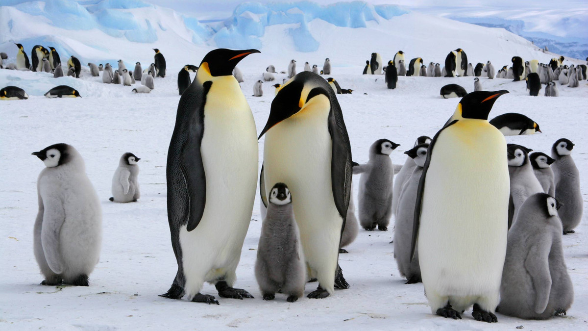 У Канаді від арктичних морозів рятують пінгвінів - фото 1