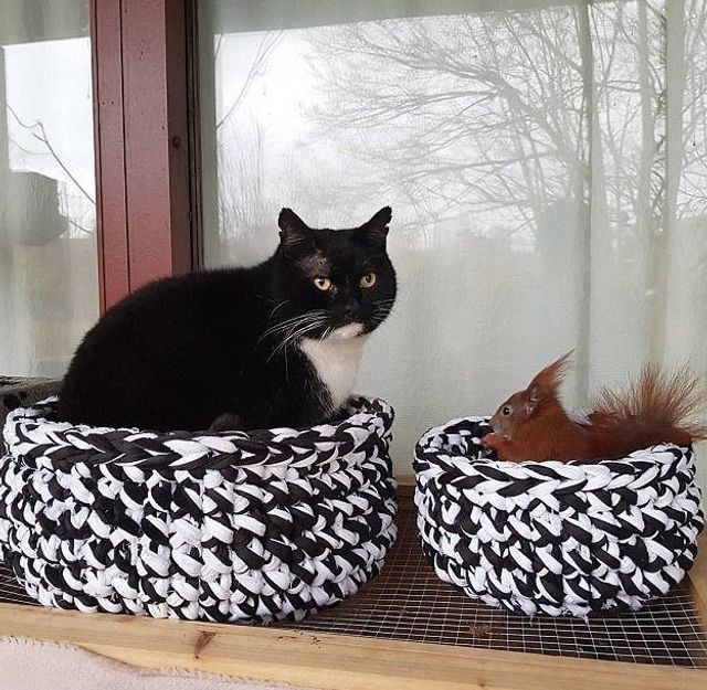 instagram.com/tintin_the_squirrel - фото 222281