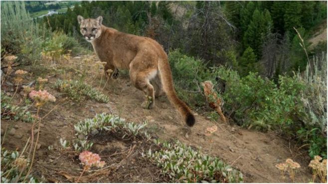 Східну пуму офіційно визнали вимерлим видом - фото 1
