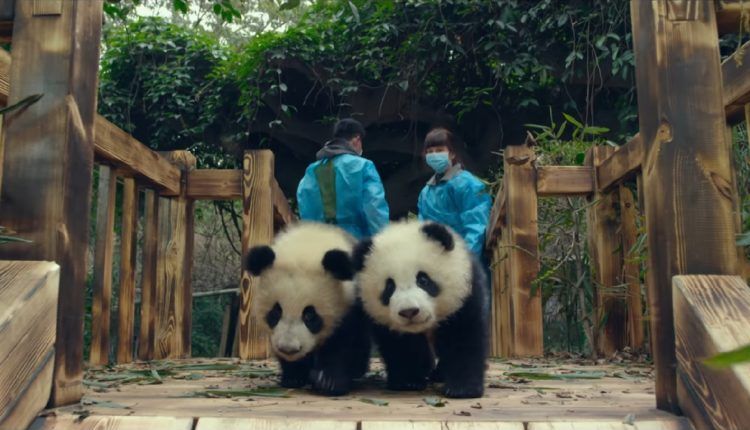 Панди: трейлер до наймилішого фільму Warner Bros - фото 1