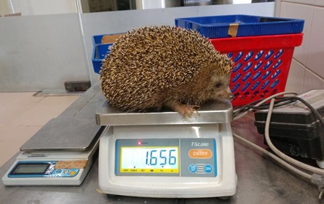 В Ізраїлі посадили на дієту товстих їжаків - фото 1